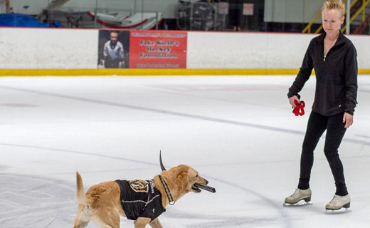 skating dog